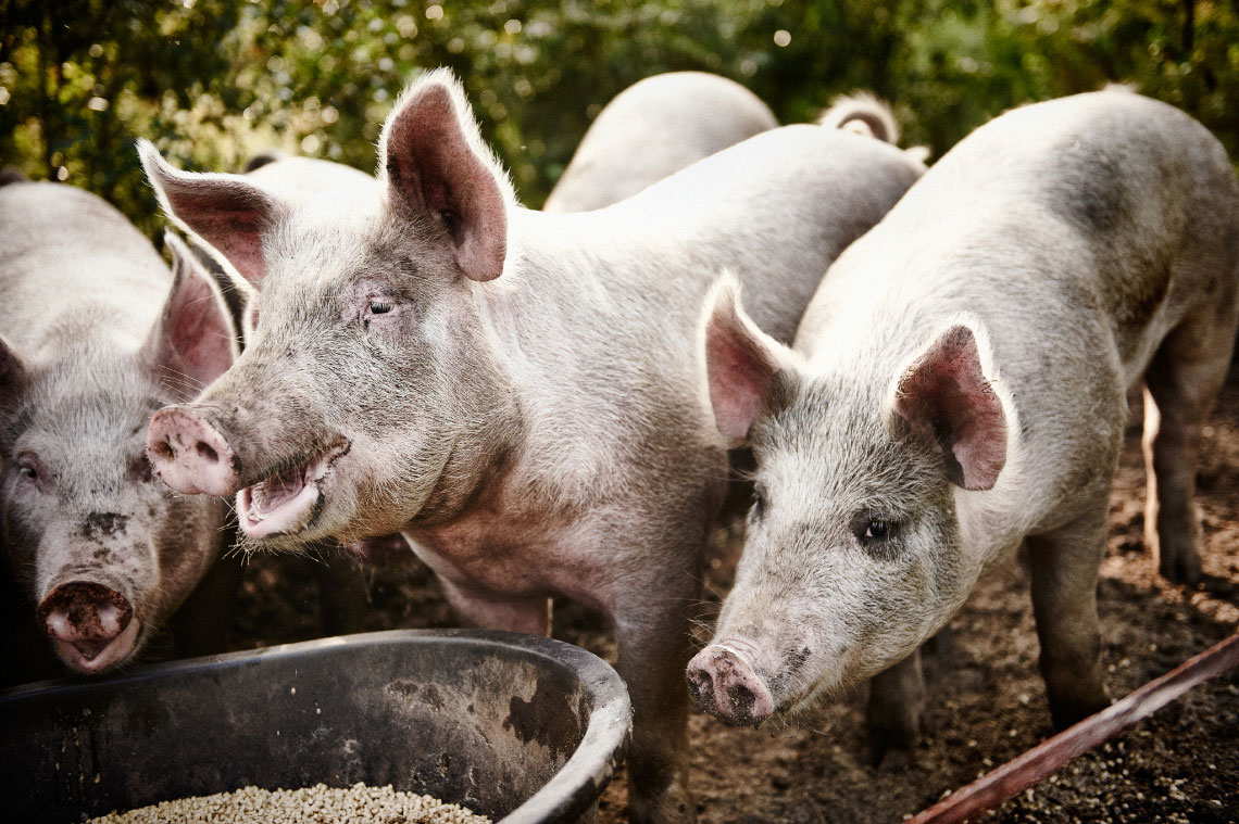 Michael_Warren_Farm_To_Table_53.JPG