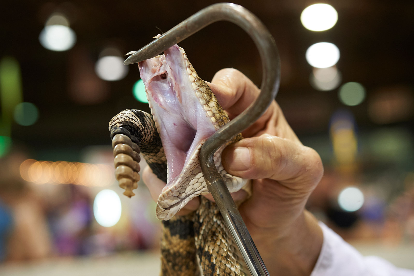 Michael_Warren_Rattlesnake_08.JPG