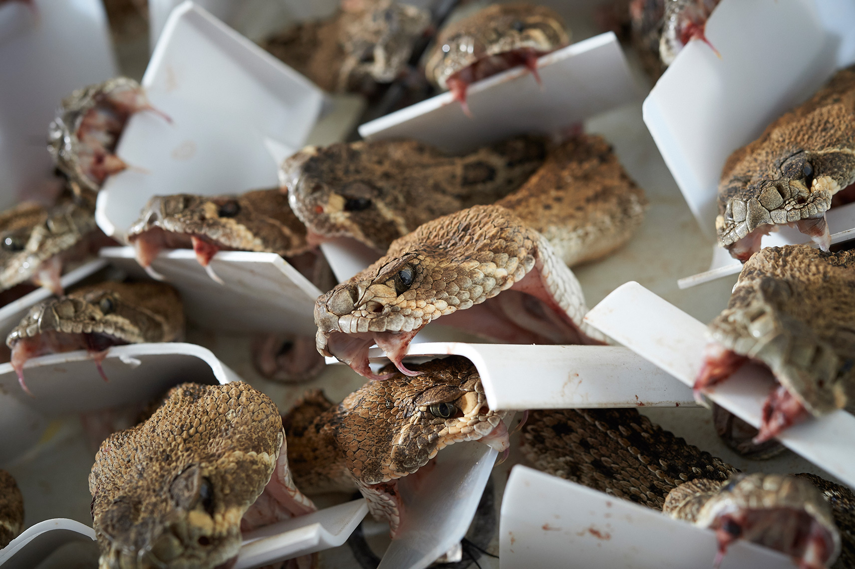 Michael_Warren_Rattlesnake_20.JPG